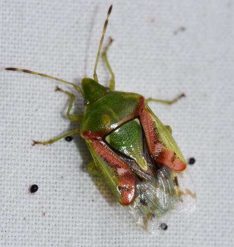 Cyphostethus tristriatus